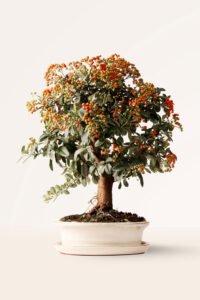 zura Bonsái Pyracantha 10 años
