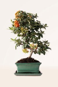 zura Bonsái Pyracantha 7 años