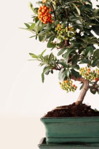 zura Bonsái Pyracantha 7 años