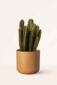 Cactus Cereus Peruvianus