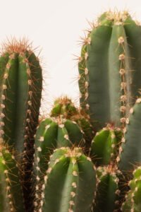 Cactus Cereus Peruvianus