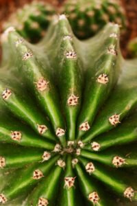 zura Cactus Echinopsis Oxygona