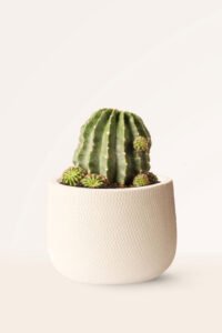 zura Cactus Echinopsis Oxygona