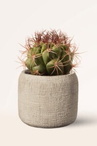 zura Cactus Gymnoclycium Saglionis