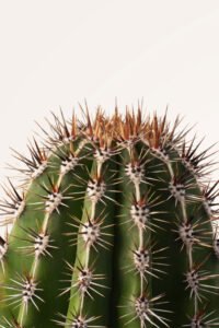 zura Cactus Pachycereus Pringlei