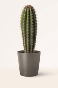 zura Cactus Pachycereus Pringlei