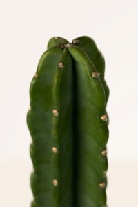 zura Cactus Trichocereus Pachanoi