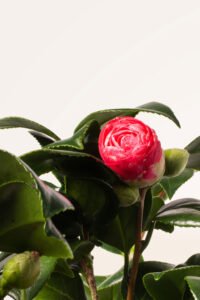 zura Camellia Japonica Rosada