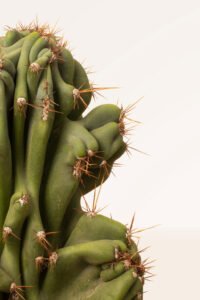 zura Cereus Hildmannianus Monstruoso