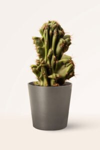 zura Cereus Hildmannianus Monstruoso