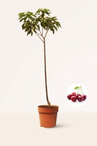 zura Cerezo Picota