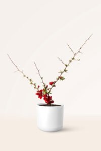 Zura Chaenomeles japonica