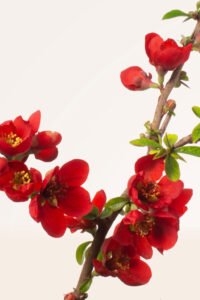 Zura Chaenomeles japonica