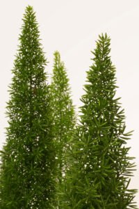 zura Esparraguera Densiflorus