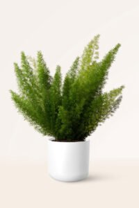 zura Esparraguera Densiflorus