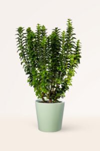 zura Euonymus Japonicus Benkomasaki