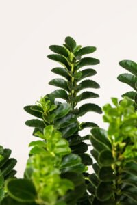 zura Euonymus Japonicus Benkomasaki