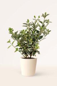 zura Euonymus Japonicus Bravo