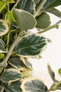 zura Euonymus Japonicus Bravo