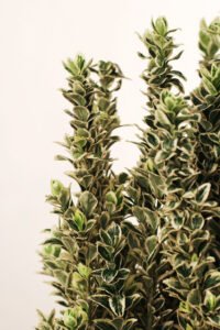 zura Euonymus Japonicus White Spire