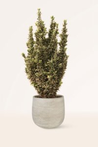zura Euonymus Japonicus White Spire