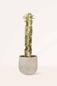 zura Euphorbia Ingens Variegata