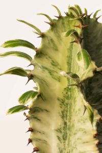 zura Euphorbia Ingens Variegata