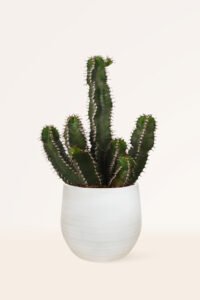 zura Euphorbia Poliacantha Crestata