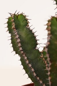 zura Euphorbia Poliacantha Crestata