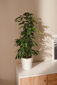 zura Ficus Benjamina Danielle