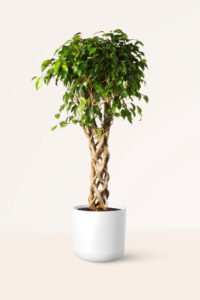 zura Ficus Benjamina Exótica Copa