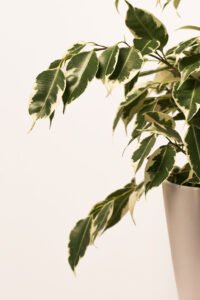 zura Ficus Benjamina Twilight