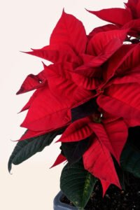 zura Flor de Pascua o Poinsettia S