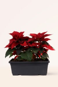 zura Flor de Pascua o Poinsettia S