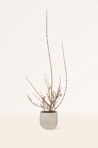 zura Forsythia Amarilla