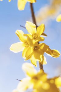 zura Forsythia Amarilla