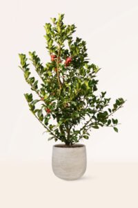 zura Ilex o Acebo Azul