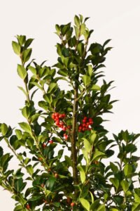 zura Ilex o Acebo Azul