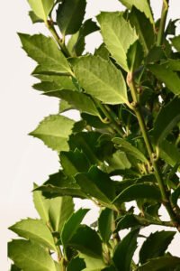zura Ilex o Acebo Azul
