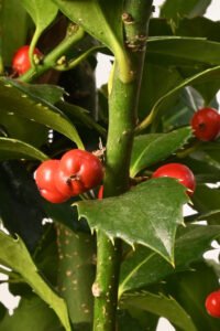 zura Ilex o Acebo Azul
