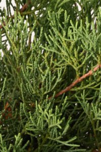 zura Juniperus Mint Julep