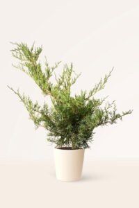 zura Juniperus Mint Julep