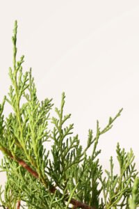 zura Juniperus Mint Julep