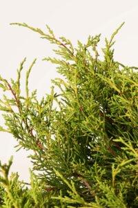 zura Juniperus Old Gold