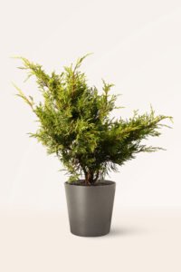 zura Juniperus Old Gold