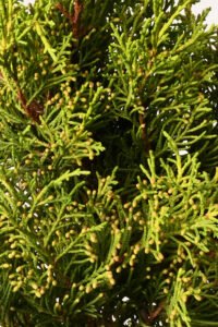 zura Juniperus Old Gold