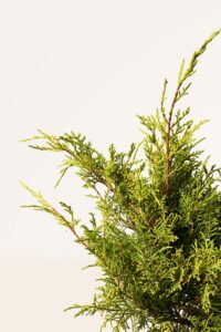 zura Juniperus Old Gold