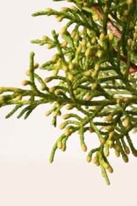 zura Juniperus Old Gold