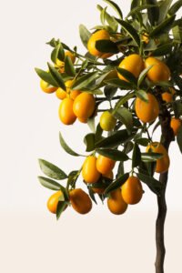 zura Kumquat