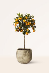 zura Kumquat
